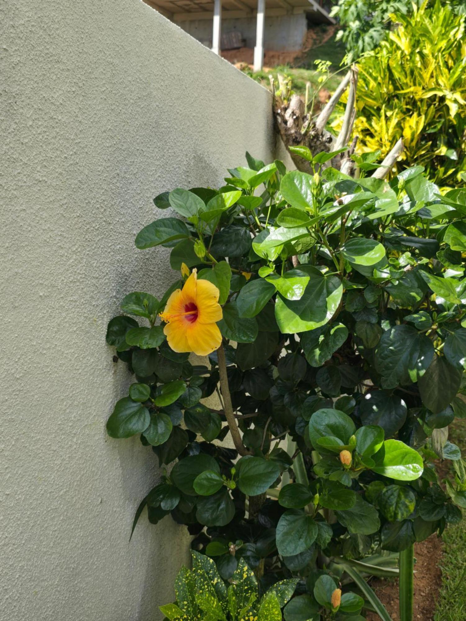 Emma'S Guest House And Self-Catering オー・カップ エクステリア 写真