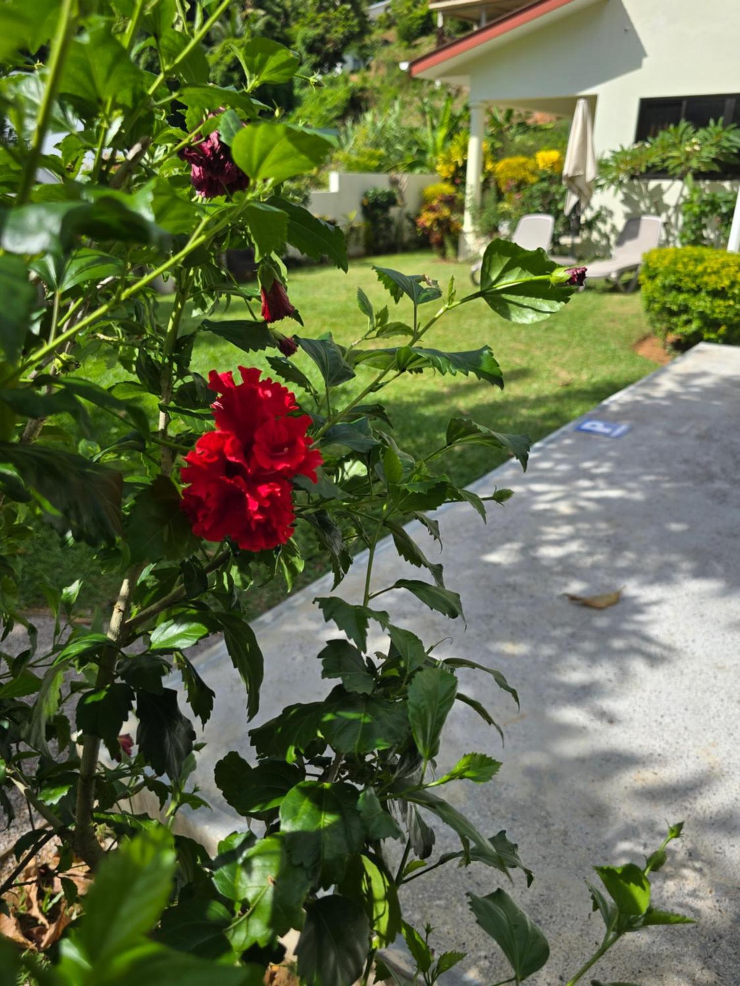 Emma'S Guest House And Self-Catering オー・カップ エクステリア 写真